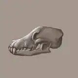 qupostuv from patreon