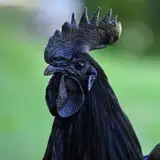 Black Bird Animations from patreon