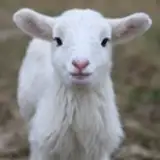 no body from patreon