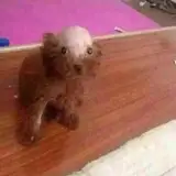 Bald Dog from patreon