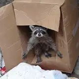 Raccoon Twentyfirst Century from patreon