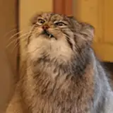 pallasbuilds from patreon