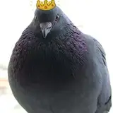 Pomba Lord from patreon