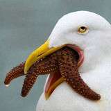 Pelican from fanbox