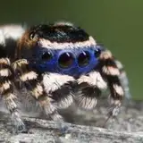 Fabled Webs from patreon