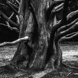 root_auth from patreon