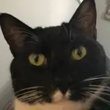 bigsleeter from patreon