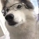 Zking from patreon
