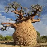 baobab_tree from patreon