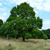 Eternal Oak Entertainment  from patreon