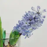 ラムレーズン from fanbox