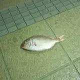 SKtuna from fanbox